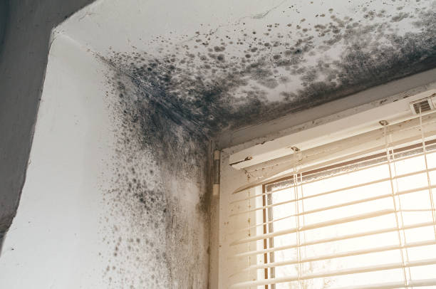 Affordable Mold Remediation solutions in Apex, NC